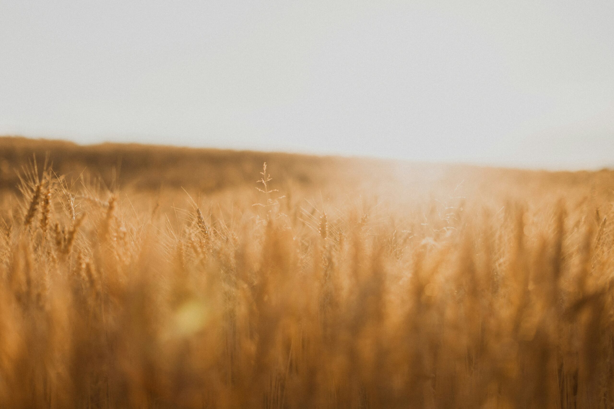 A golden wheat field glowing at dusk