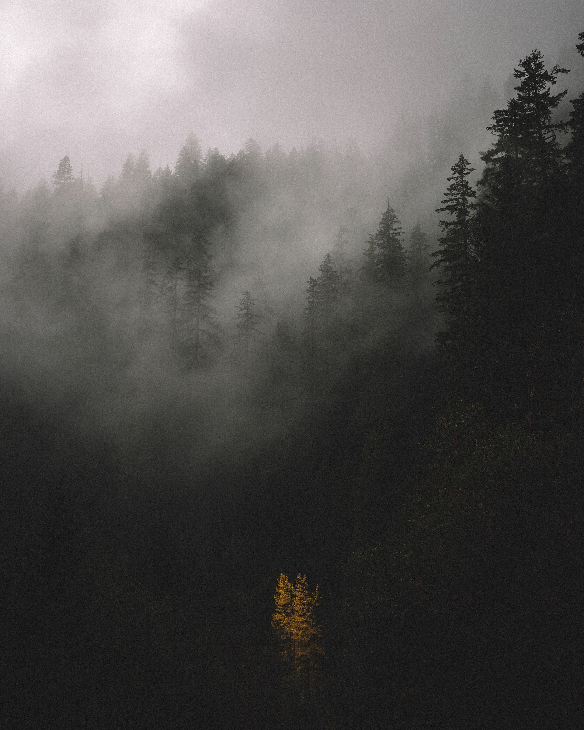 Silhouettes of evergreen trees wreathed in thick fog